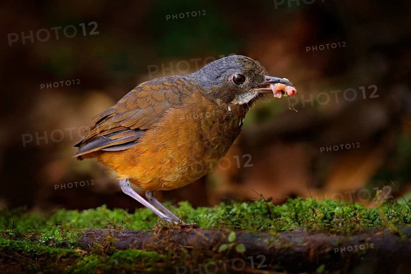 Moustached antpitta, Grallaria alleni, bird family Grallariidae, from Colombia, Ecuador and far northern Peru. Antpitta in the nature tropic forest habitat, San Isidro, Ecuador. Brown bird