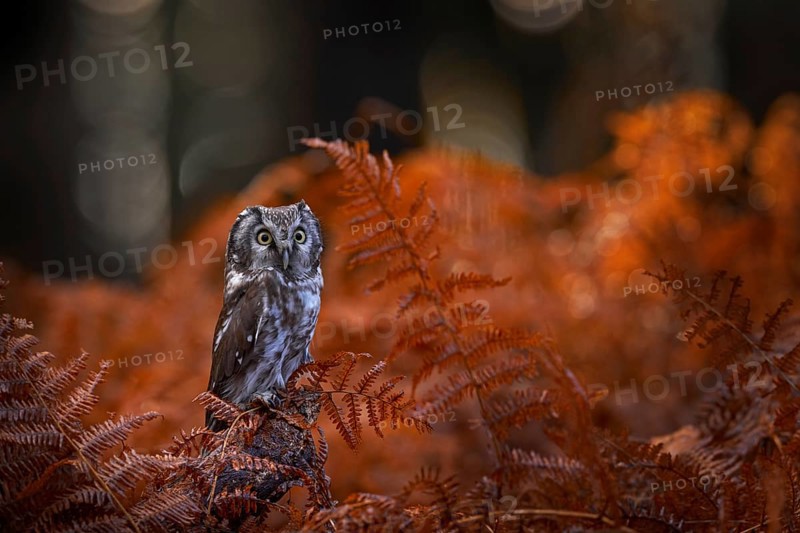 Autumn nature, owol in orange fern growth. Fall forest wildlife. Owl, detail portrait of bird in the nature habitat, Germany. Bird hidden in the orange leaves. Boreal owl with big yellow eyes in the forest