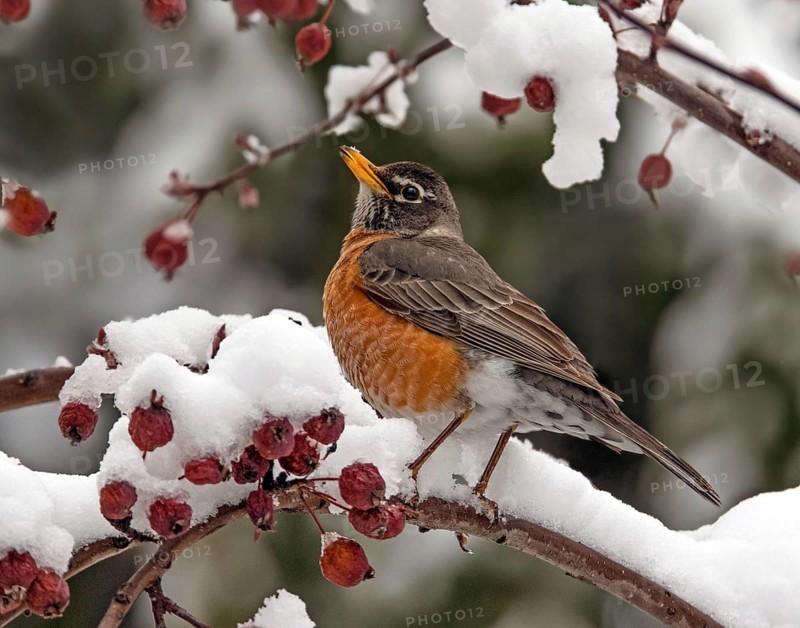 American Robin, Turdus migratorius, perched on a snowy branch in Saskatchewan, Canada
