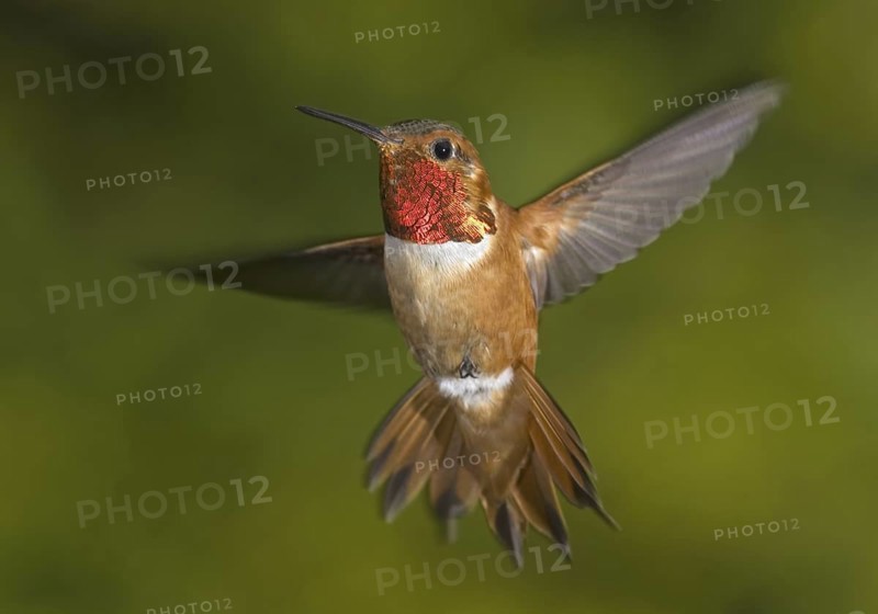 Rufous Hummingbird (Selasphorus rufus) male, British Columbia, Canada