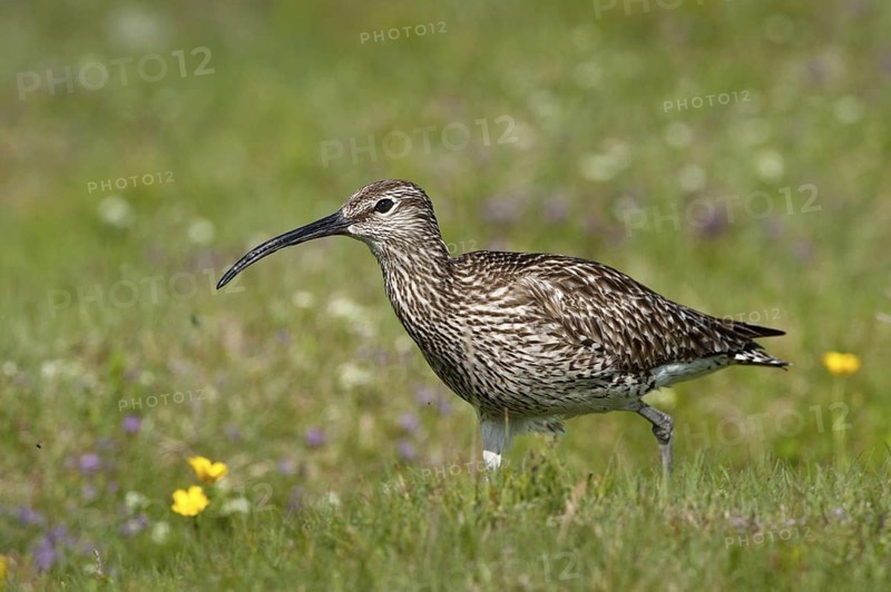 Whimbrel (Numenius phaeopus), Iceland