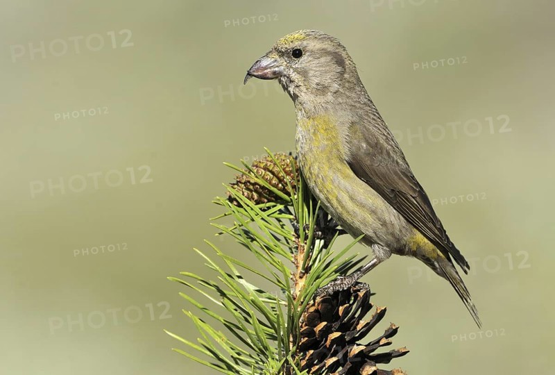 Red Crossbill (Loxia curvirostra) female, Oregon, USA