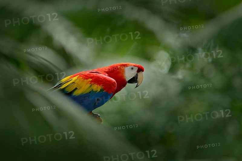 Red parrot in green vegetation. Scarlet Macaw, Ara macao, in dark green tropical forest, Costa Rica, Wildlife scene from tropic nature. Red bird in the forest. Parrot in the green jungle habitat