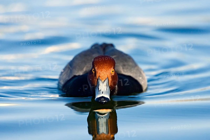 Redhead Aythya americana Tucson, ARIZONA, United States March Adult Male Anatidae