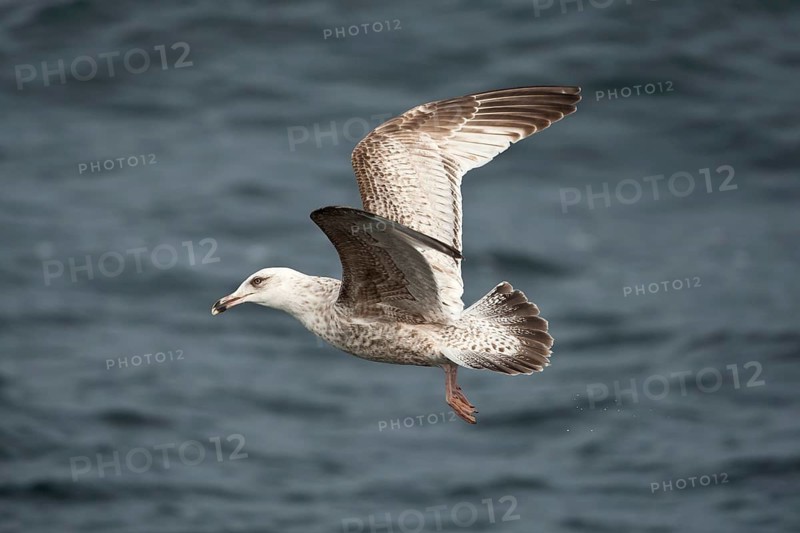 European Herring Gull (Larus argentatus) flying, Baltic Sea, Germany