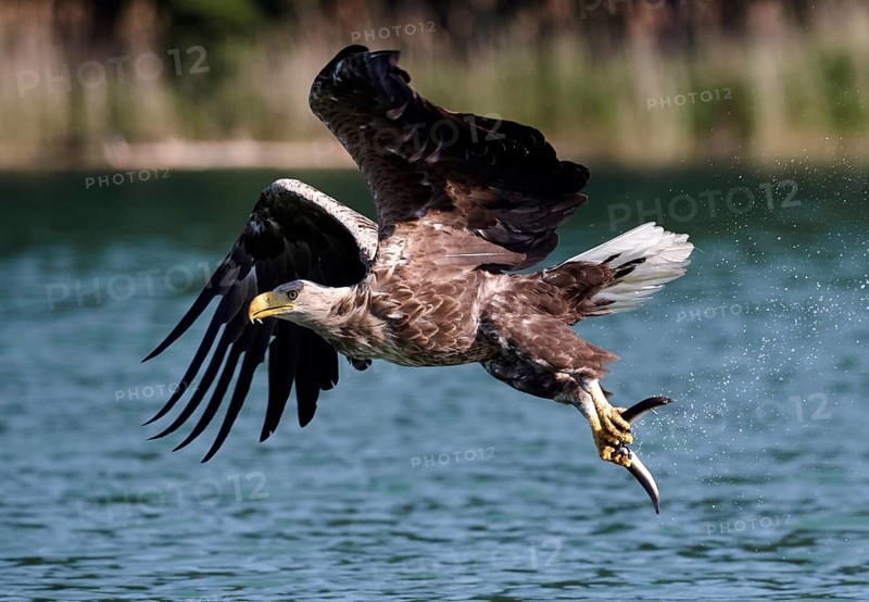 White-tailed Eagle (Haliaeetus albicilla) hunting, Mecklenburg-Western Pomerania, Germany