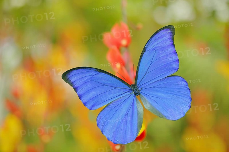 Blue butterfly Morpho didius, the giant blue morpho, sitting on on orange red flowers, Peru. Beautiful butterfly in the tropic forest. Insect in nature green vegetation habitat. Art of nature