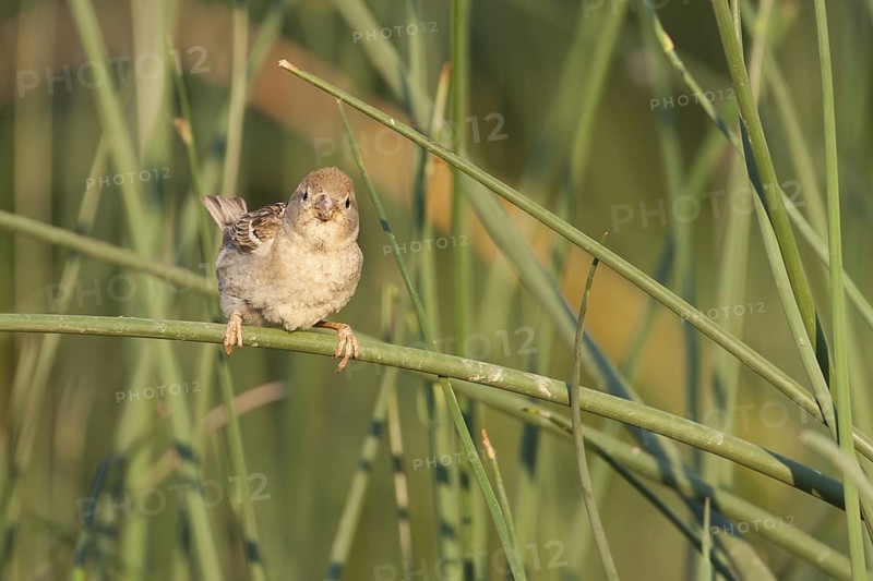Spanish Sparrow - Weidensperling - Passer hispaniolensis ssp. hispaniolensis, adult female, Croatia