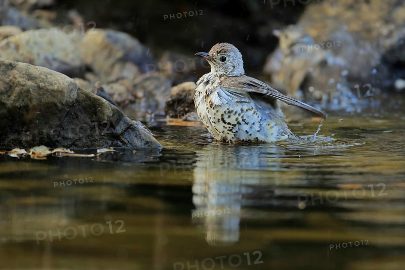 Mistle Thrush (Turdus viscivorus) juvenile bathing at waterhole, Andalusia, Spain