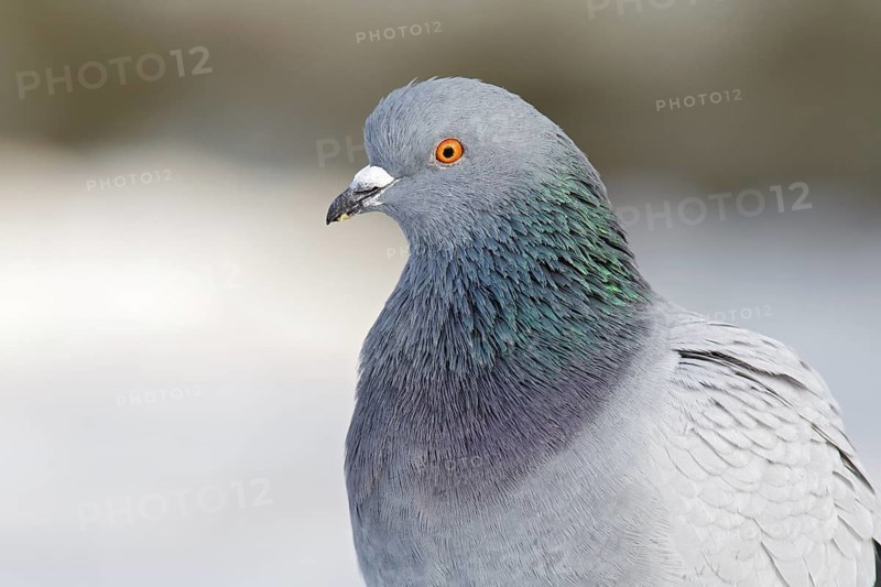 Rock Dove (Columba livia), Berlin, Germany