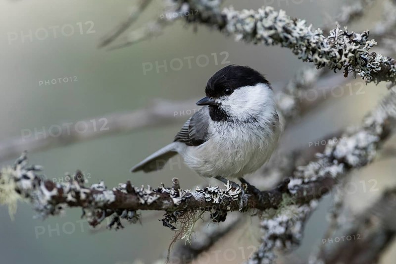 Willow Tit - Weidenmeise - Poecile montanus ssp. uralensis, Russia (Ural)