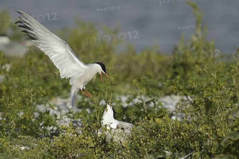 Common Tern & Sandwich Tern (Sterna hirundo & Thalasseus sandvicensis), Texel, Netherlands