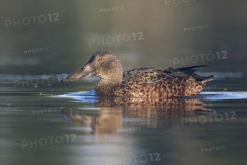 Australasian Shoveler (Spatula rhynchotis) female, Victoria, Australia