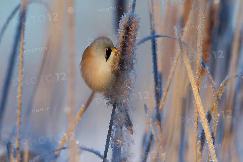 Bearded Reedling (Panurus biarmicus) male feeding on cattail seed, Thuringia, Germany