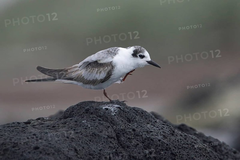 White-winged Tern (Chlidonias leucopterus) scratching, Victoria, Australia