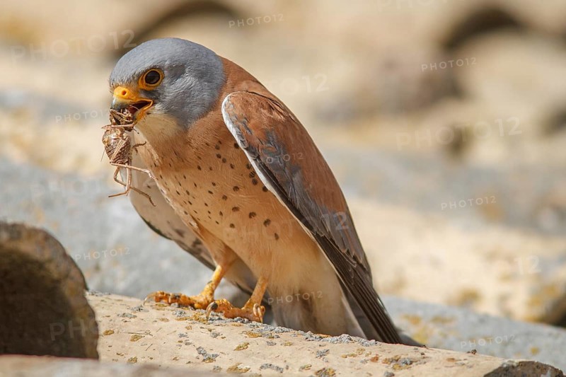 Lesser Kestrel (Falco naumanni), male with cricket, Castile-La Mancha