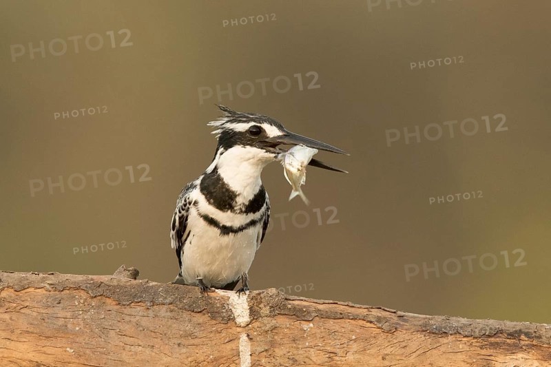 Pied Kingfisher (Ceryle rudis) male with fish in beak, Gambia