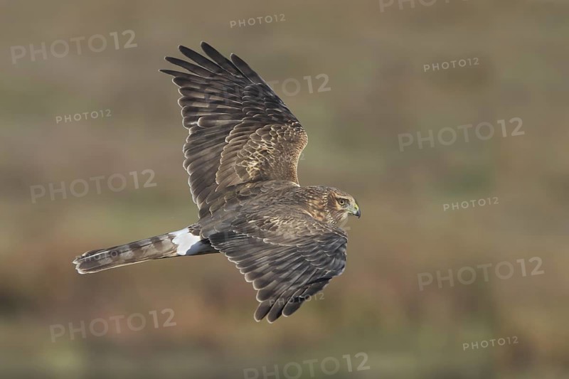 Hen Harrier (Circus cyaneus) female flying, California, USA