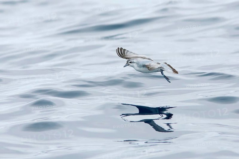 Fairy Prion (Pachyptila turtur) flying, Victoria, Australia