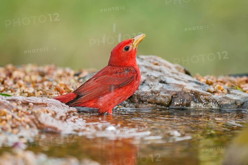 Summer Tanager (Piranga rubra) male at a waterhole, Texas, USA