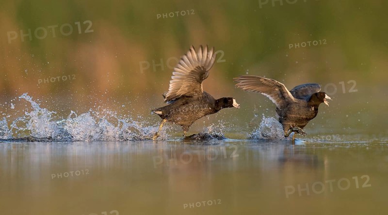 American Coot (Fulica americana) fighting, British Columbia, Canada