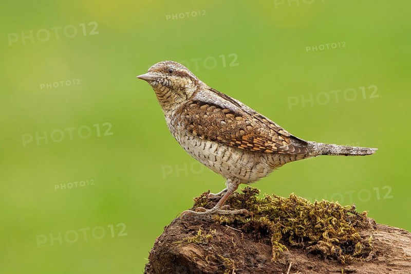 Eurasian Wryneck (Jynx torquilla), Castile and Leon, Spain