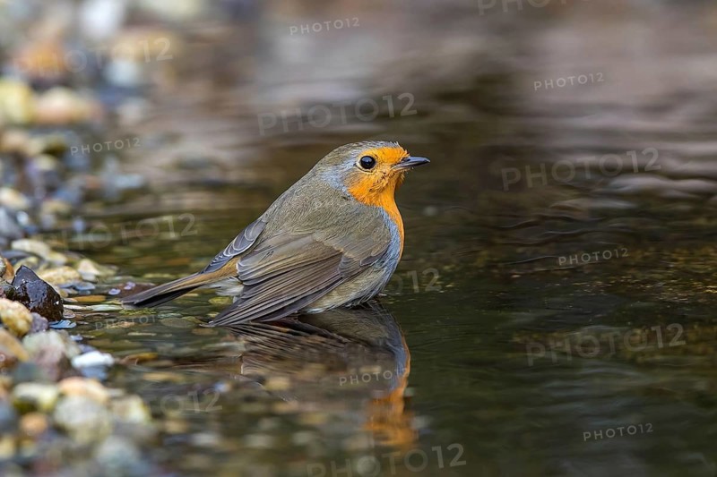 European Robin (Erithacus rubecula) bathing in a garden pond, Mecklenburg-Western Pomerania, Germany
