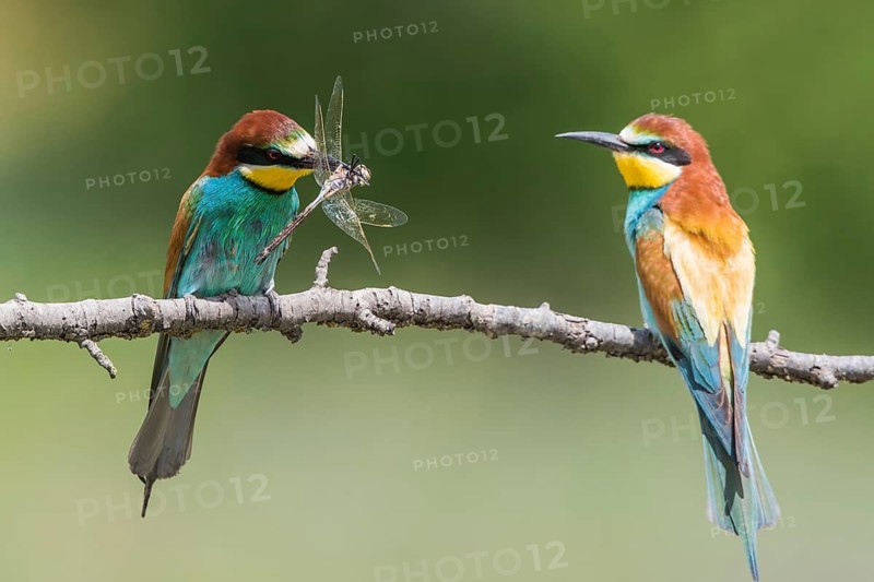 European Bee-eater (Merops apiaster) pair displaying, presentation of a Lesser emperor (Anax parthenope) as bridal gift, Subotica, Serbia