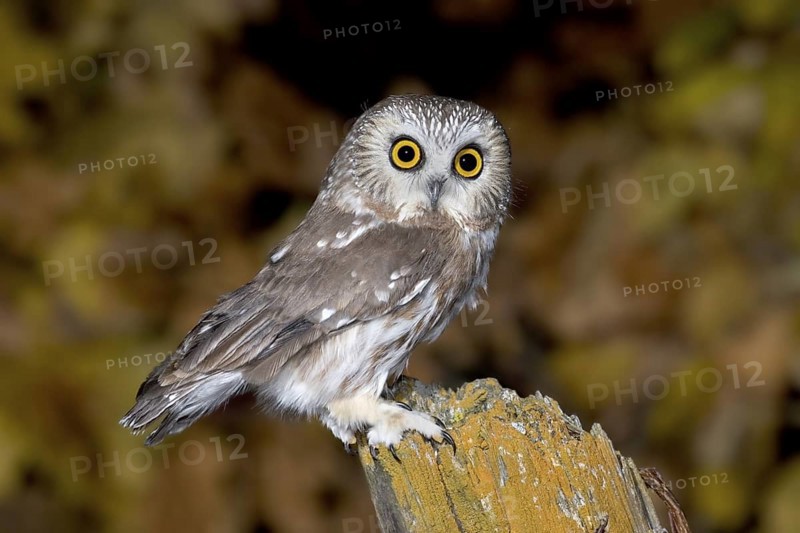 Northern Saw-whet Owl Aegolius acadicus Duluth, Minnesota, United States 19 October Adult Strigidae