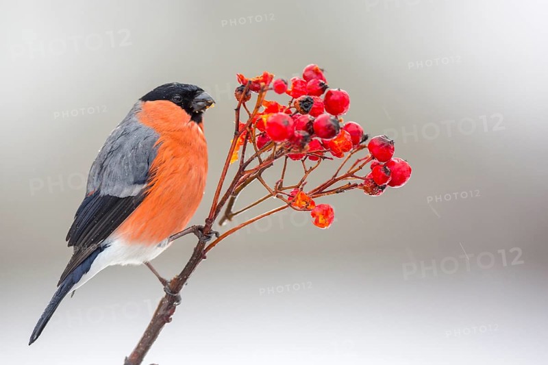 Eurasian Bullfinch (Pyrrhula pyrrhula) male perched on a branch, Castile and Leon, Spain