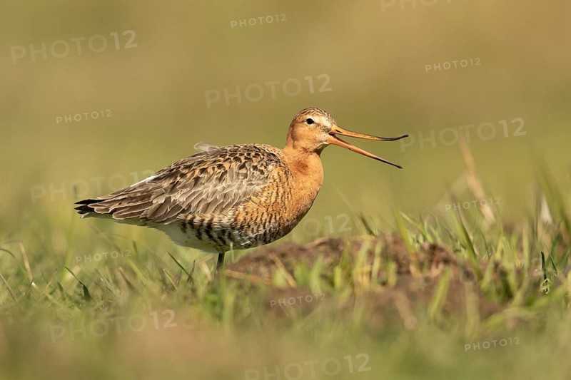 Black-tailed Godwit (Limosa limosa), Lower Saxony, Germany
