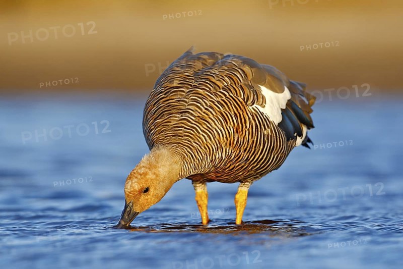 Goose in the water, Chloephaga hybrida, Kelp goose, is a member of the duck, goose. It can be found in the Southern part of South America; in Patagonia, Tierra del Fuego, and the Falkland Islands