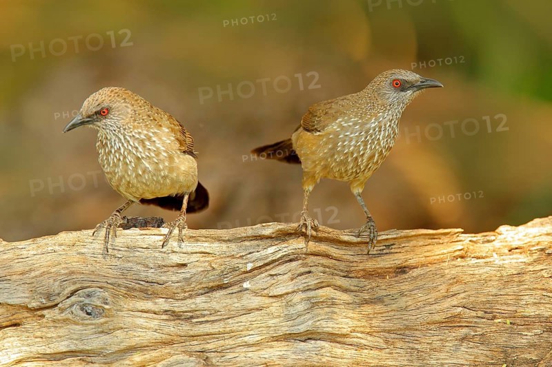 Arrow-marked Babbler, Turdoides jardineii, detail of exotic grey African bird with red eye in the nature habitat, Botswana, Africa. Pair of bird with red eyes, sitting on the tree trunk. Africa