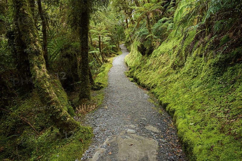 A natural forest path leads through lush greenery and moss-covered trees, summer, Lake Matheson, Fox Glacier, South Island, New Zealand