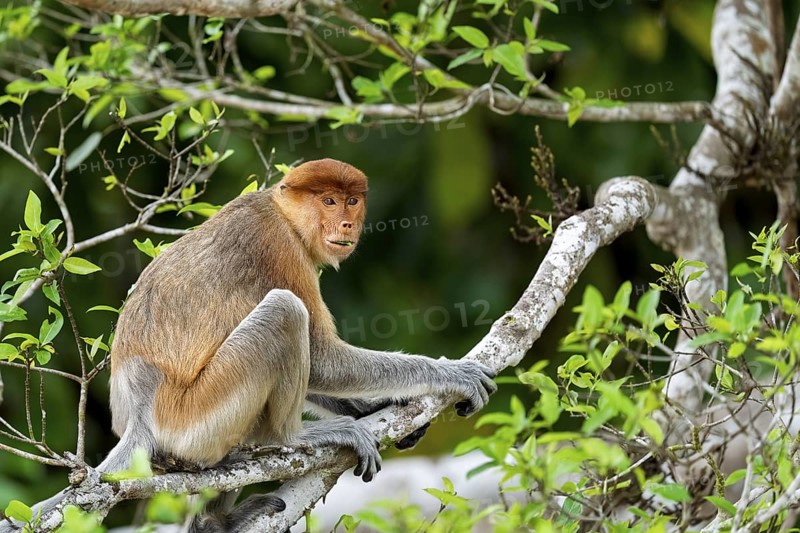 Proboscis monkey (Nasalis larvatus), female, Kota Kinabatangan, Sabah, Malaysia