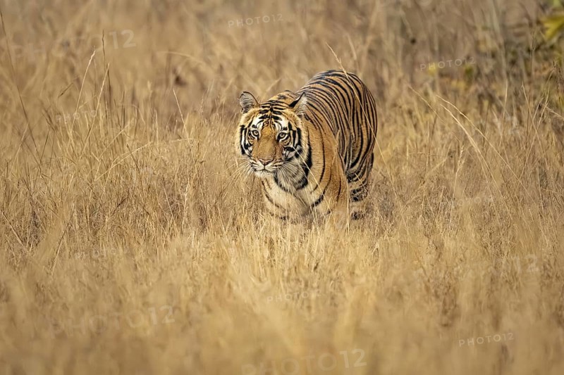 Royal Bengal tiger (Panthera tigris tigris), in tall grass, Bandhavgarh National Park, Bahannara, Manpur, Madhya Pradesh, India