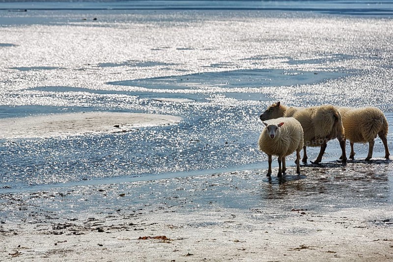 Free-range Icelandic sheep (Ovis), sheep on Rauðisandur beach, Raudisandur, near Patreksfjördur, Vestfirðir, Westfjords, Iceland