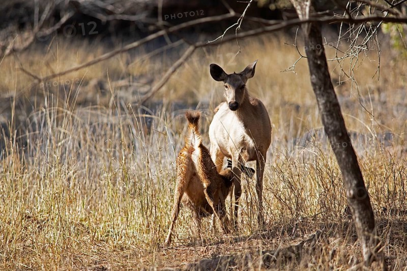 Sambar or sambar deer or horse deer (Cervus unicolor or Rusa unicolor) suckling offspring in the dry forest in Ranthambore National Park, Rajasthan, India
