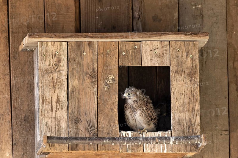 Kestrel (Falco tinnunculus) young bird looking curiously out of the incubator, village in Münsterland, North Rhine-Westphalia
