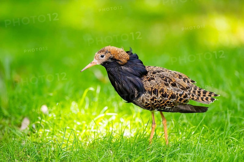 Ruff (Calidris pugnax) male standing on a meadow, captive, Zoo Augsburg, Germany