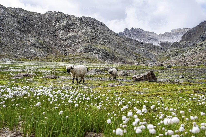 Two Valais Blacknose sheep (Ovis gmelini aries), in meadow with flowering white cotton grass, high alpine mountain valley, Obere Senner Egete, Stubai Alps, near Ridnaun, South Tyrol, Italy