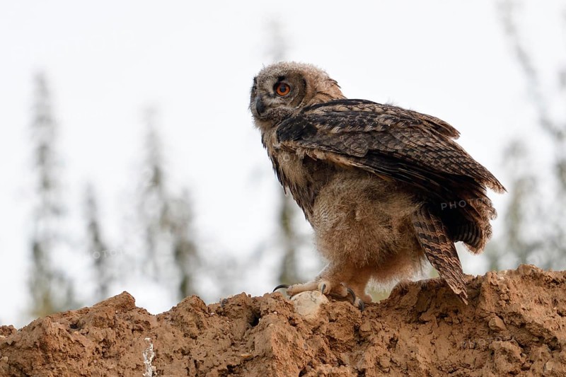 Fledged... European Eagle Owl (Bubo bubo), young bird in the late evening at the edge of a sand pit, on the edge of a quarry, first attempts at flight, practising flying, wildlife, native nature, Rhineland, Lower Rhine, North Rhine-Westphalia, Germany, Western Europe