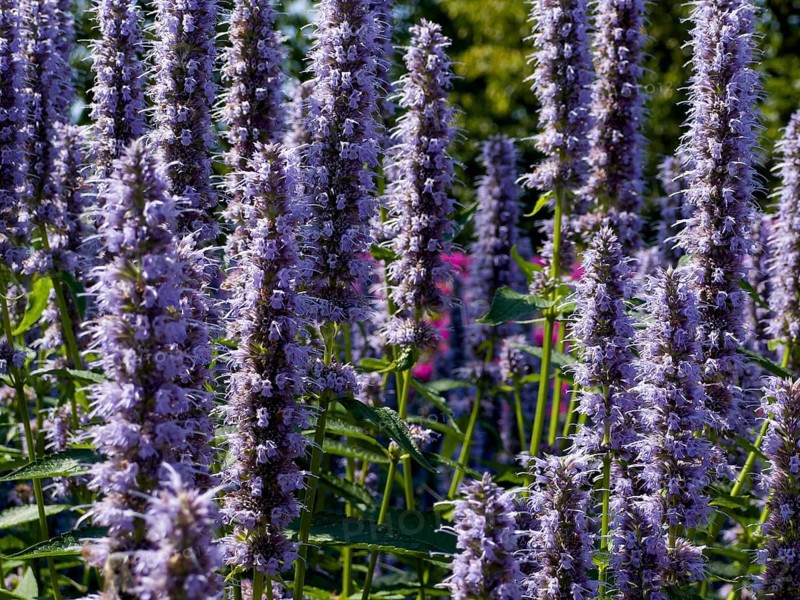 Scented nettle, aniseed-scented nettle, aniseed hyssop, aniseed giant hyssop (Agastache foeniculum)