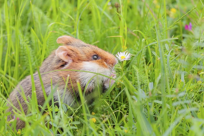 A European hamster (Cricetus cricetus) collects herbs, grass and daisies in a fresh green meadow