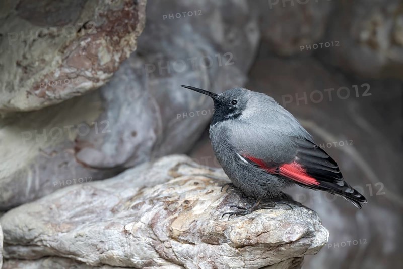 Wallcreeper (Tichodroma muraria), sitting in a rock face, Alpine Zoo, Innsbruck, Tyrol, Austria