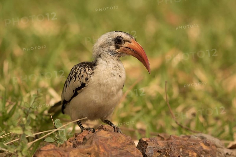 Western Red-billed Hornbill (Tockus kempi), Gambia