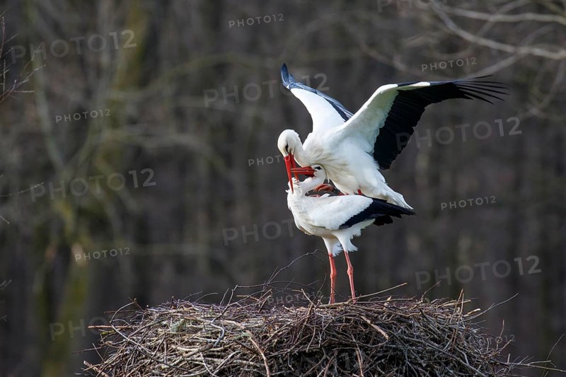 White Stork (Ciconia ciconia) pair mating, North Rhine-Westphalia, Germany