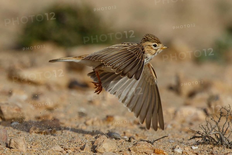 Lesser Short-toed Lark (Alaudala rufescens) flying, Fuerteventura, Spain