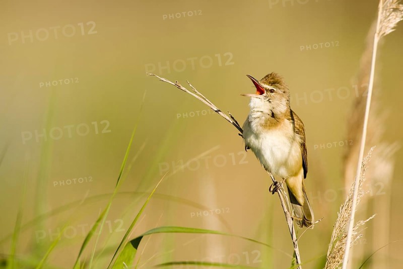 Great Reed Warbler (Acrocephalus arundinaceus) singing, Castile-La Mancha, Spain
