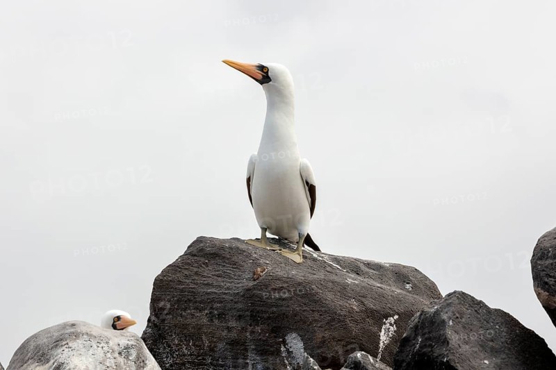 Masked booby (Sula dactylatra), Galapagos, Ecuador